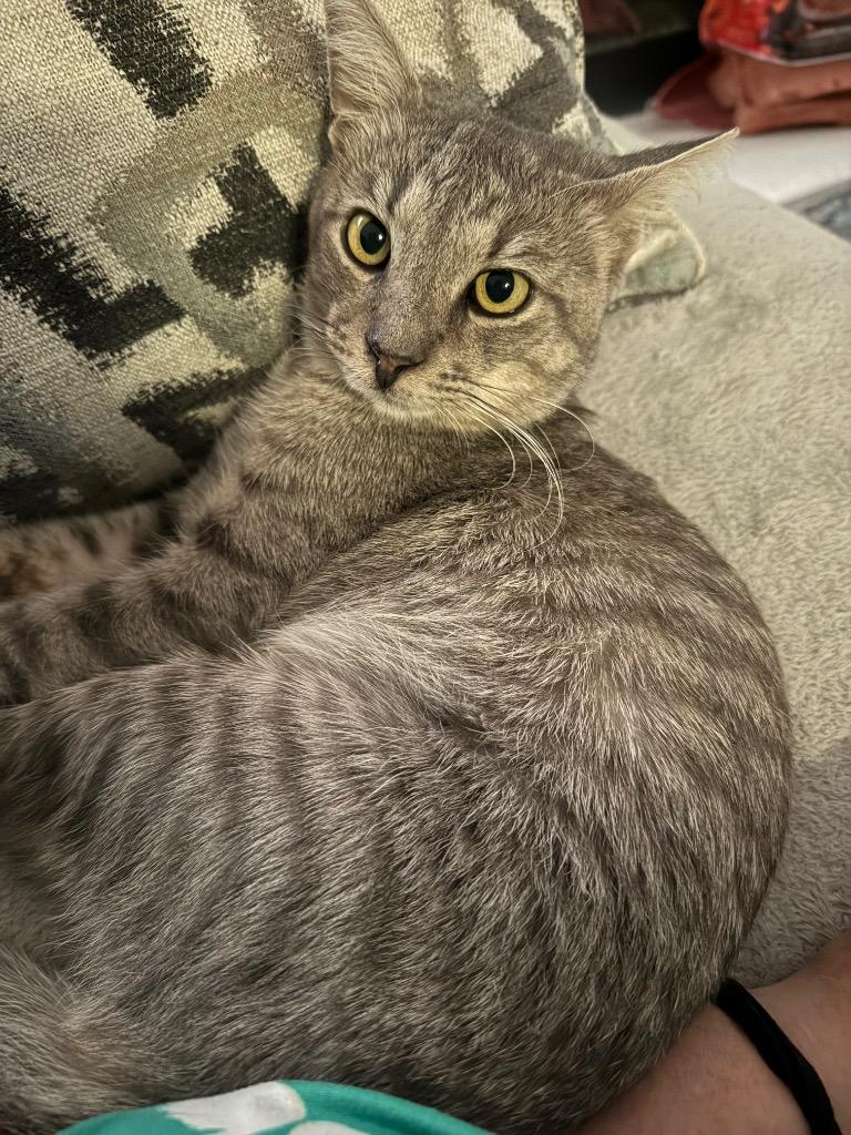 Enlarge Tommy, a Adoptable Tabby in San Antonio, TX image 3/3