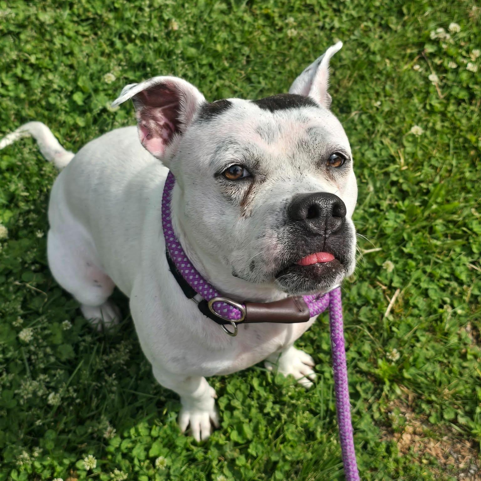 Lola photo