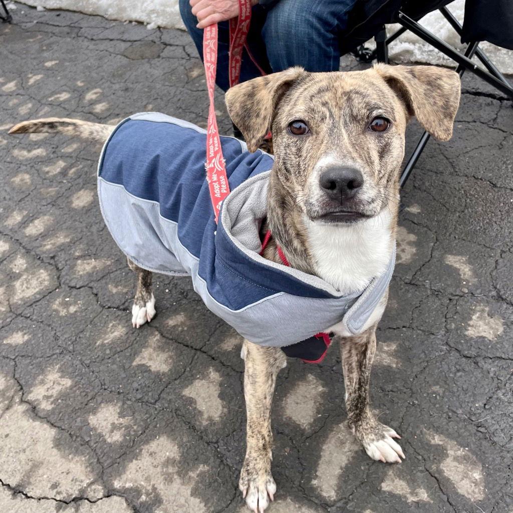 Rosa, Adoptable, Young Female Hound & Labrador Retriever.