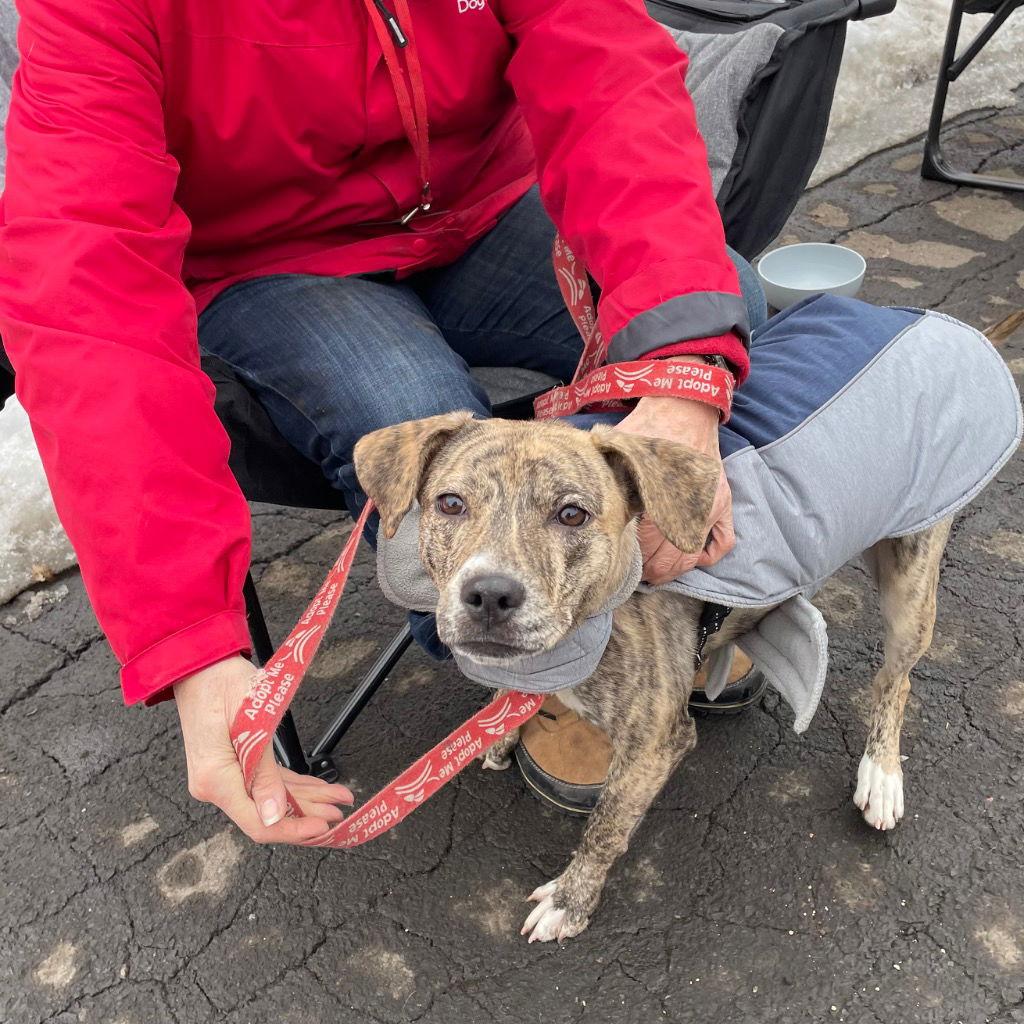 Rosa, a Adoptable mixed breed in Bloomfield, CT image 3/3