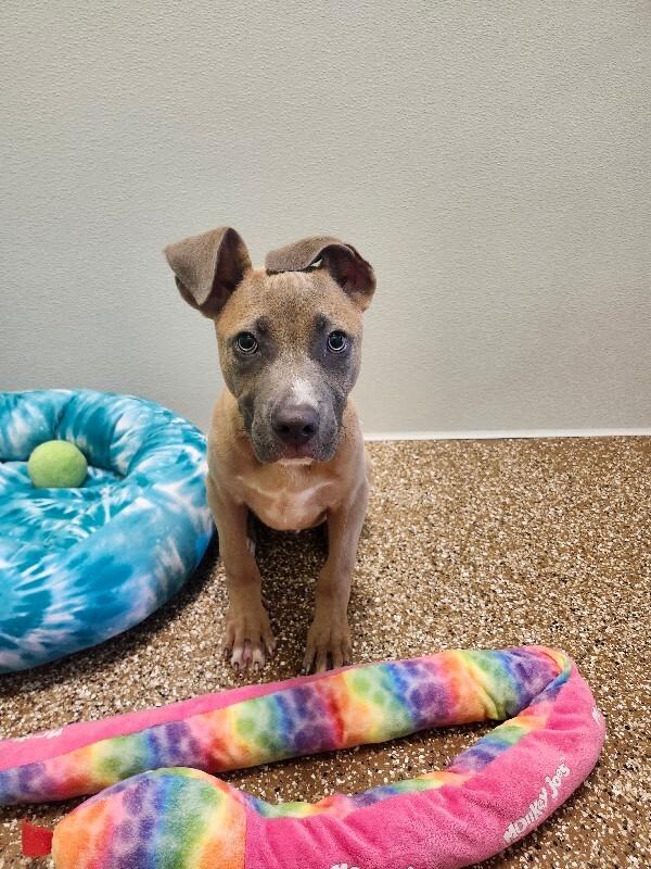 Enlarge Pancake, a Adoptable Mixed Breed in Jackson, TN image 1/4