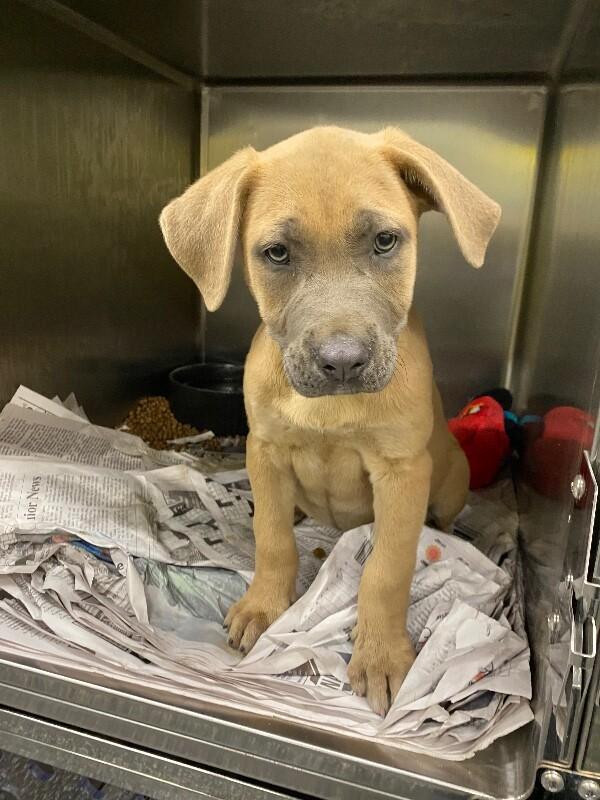 Enlarge Pancake, a Adoptable Mixed Breed in Jackson, TN image 2/4