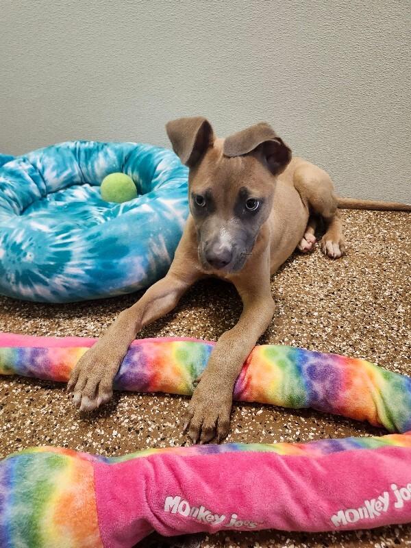 Enlarge Pancake, a Adoptable Mixed Breed in Jackson, TN image 3/4