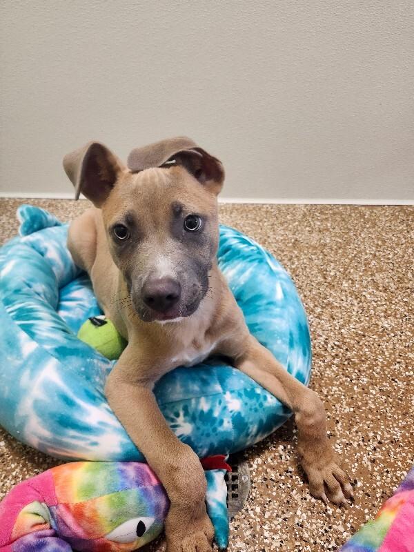 Enlarge Pancake, a Adoptable Mixed Breed in Jackson, TN image 4/4