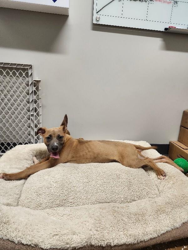 Enlarge Pancake, a Adoptable Mixed Breed in Jackson, TN image 4/6