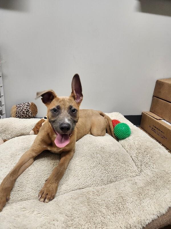 Enlarge Pancake, a Adoptable Mixed Breed in Jackson, TN image 5/6
