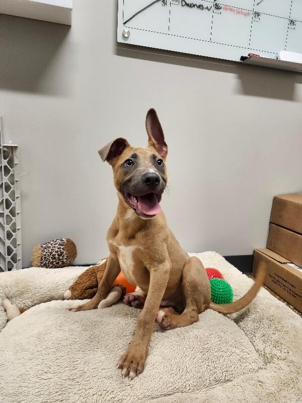 Enlarge Pancake, a Adoptable Mixed Breed in Jackson, TN image 6/6