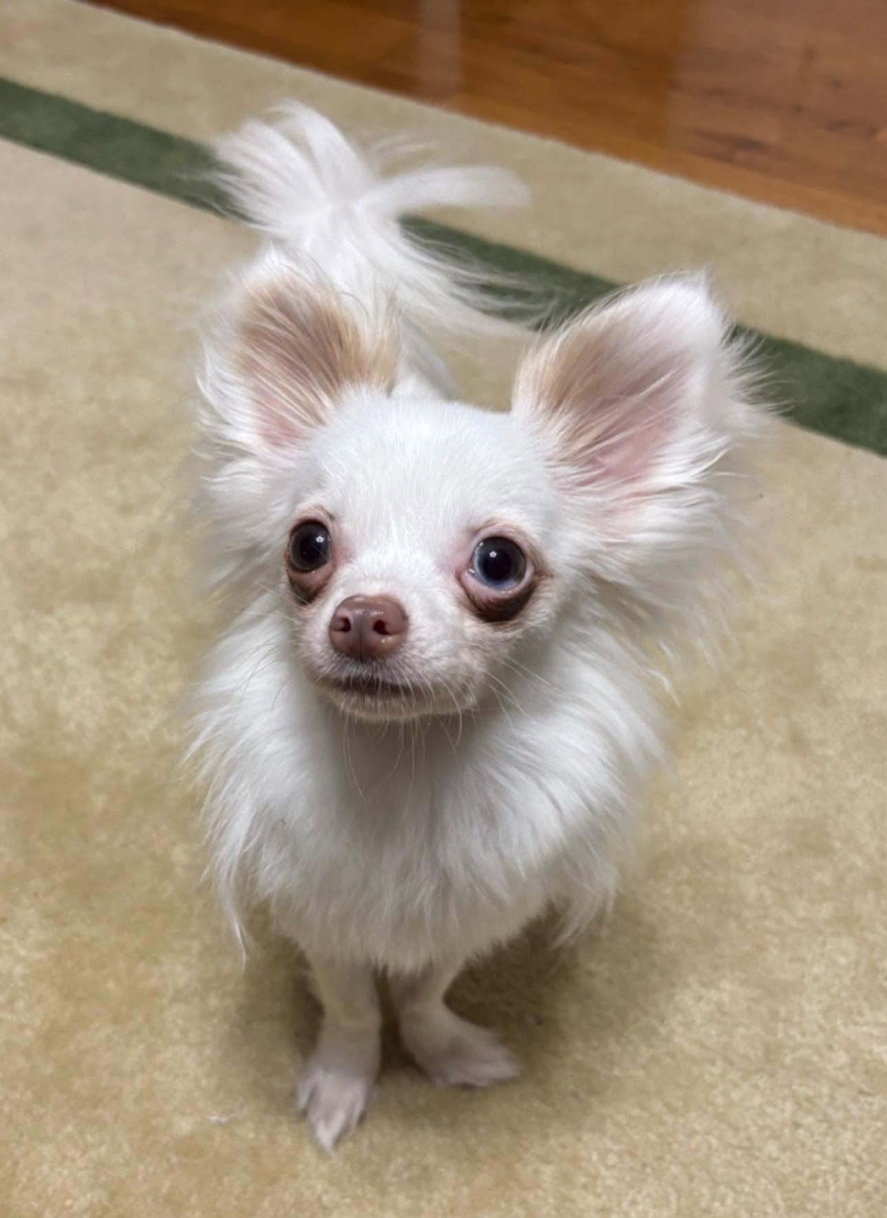 Julian, a ADOPTABLE Chihuahua in Matthews, NC image 1/2
