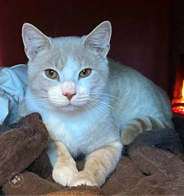 BATMAN, a Adopted Tabby in Easton, MD image 1/4