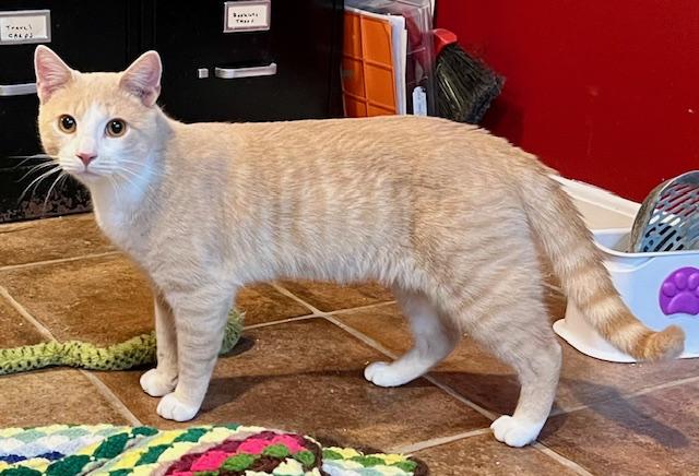 BATMAN, a Adopted Tabby in Easton, MD image 3/4