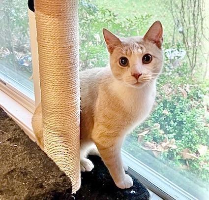 BATMAN, a Adopted Tabby in Easton, MD image 4/4