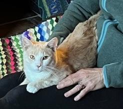 BATMAN, a Adopted Tabby in Easton, MD image 2/4