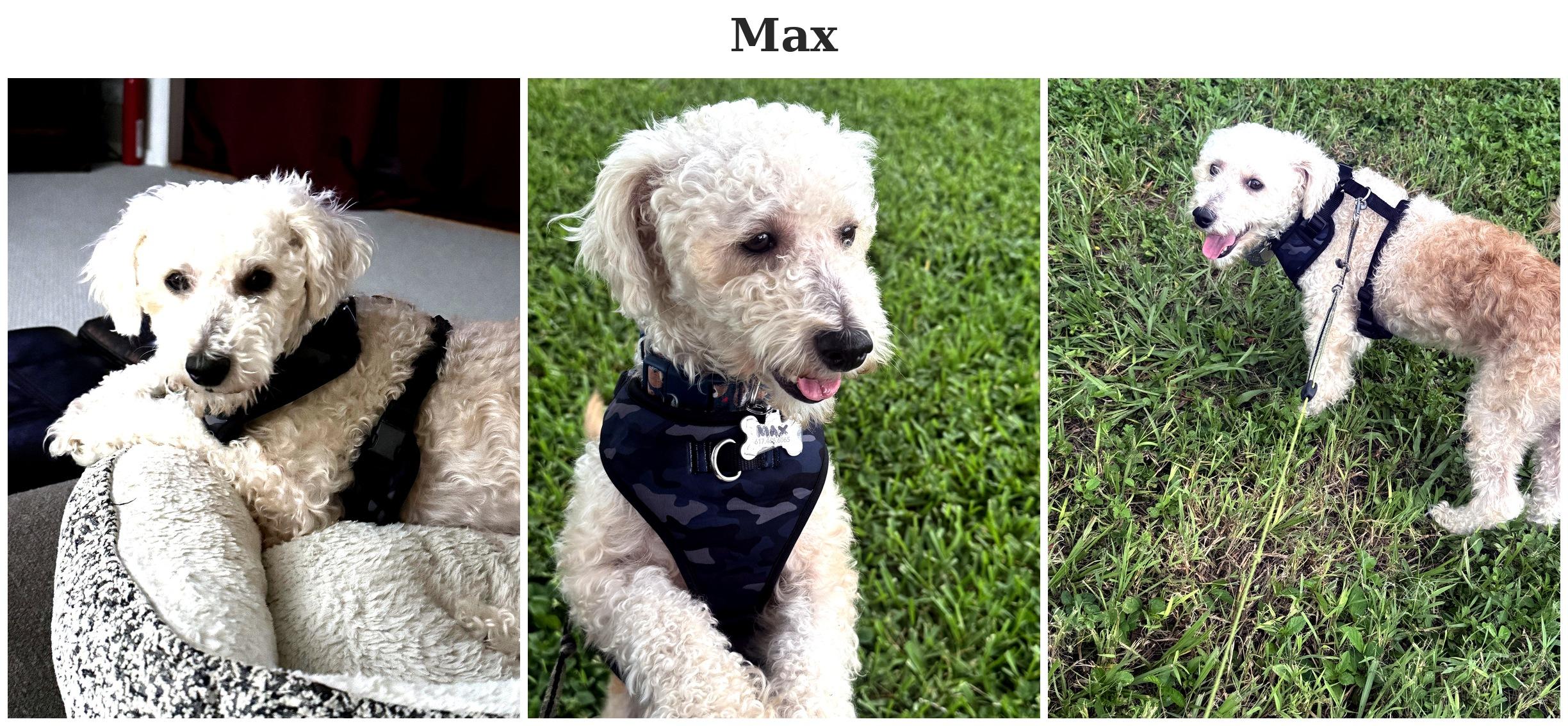 Max - FL, ADOPTABLE, Adult Male Bichon Frise.