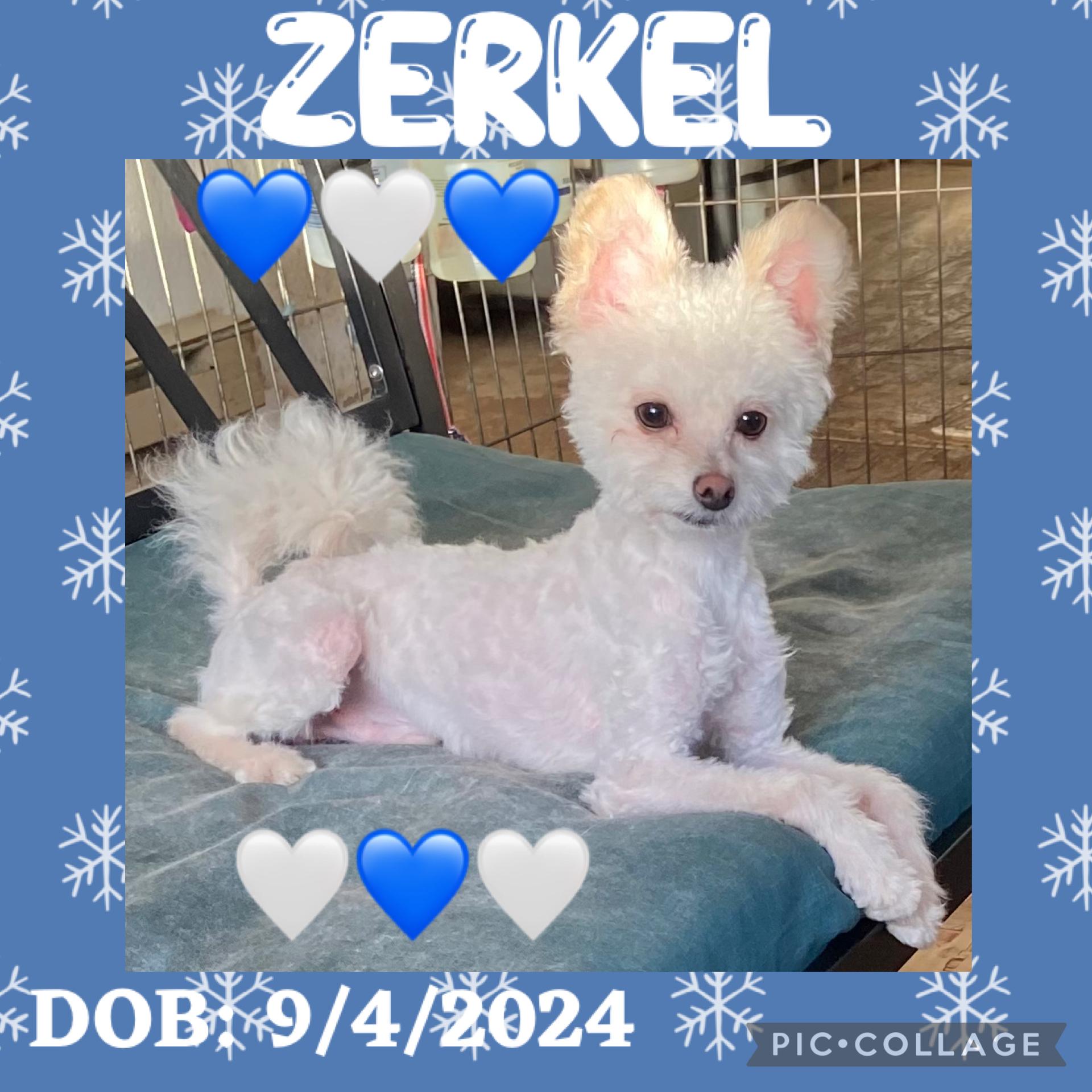 Zerkle, ADOPTABLE, Young Male Maltese.