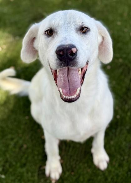 Snoopy, an adoptable Akbash in Red Bluff, CA, 96080 | Photo Image 1
