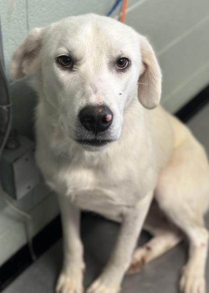 Snoopy, an adoptable Akbash in Red Bluff, CA, 96080 | Photo Image 1