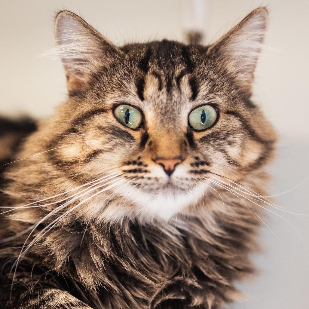 Marsala, Adoptable, Adult Female Domestic Long Hair.