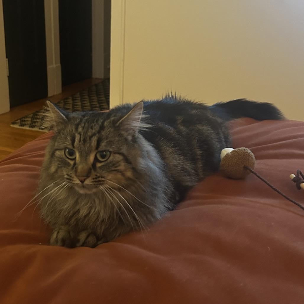 Enlarge Marsala, a Adoptable Domestic Long Hair in Evanston, IL image 2/2