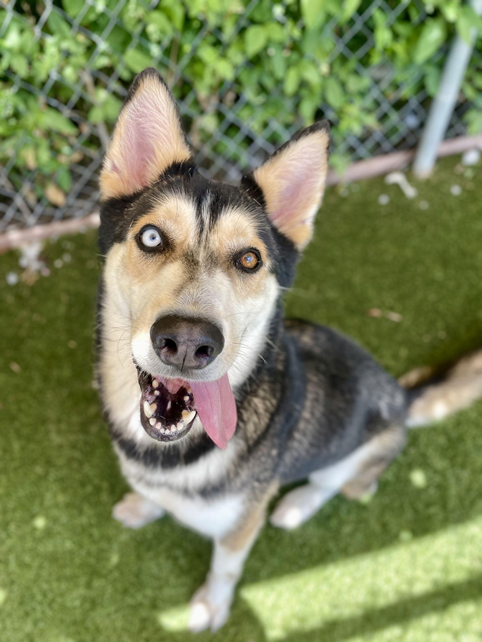 Sitka, a Adoptable Mixed Breed in Rowlett, TX image 1/3