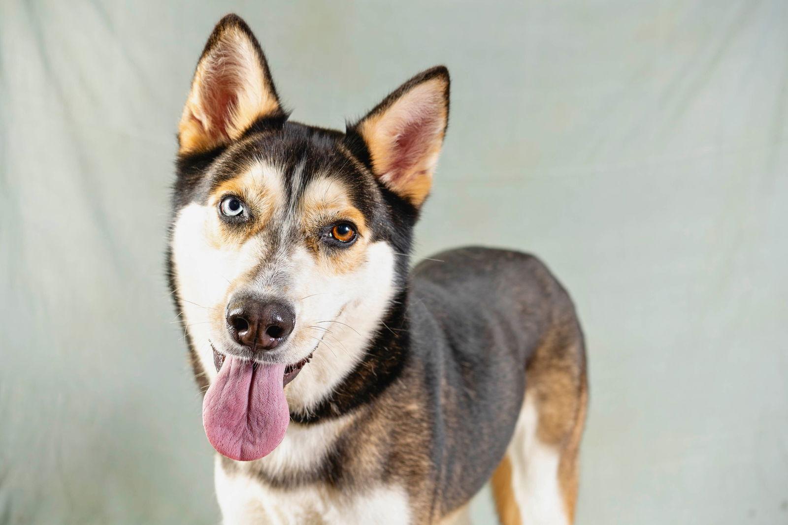 Sitka, a Adoptable Mixed Breed in Rowlett, TX image 2/3