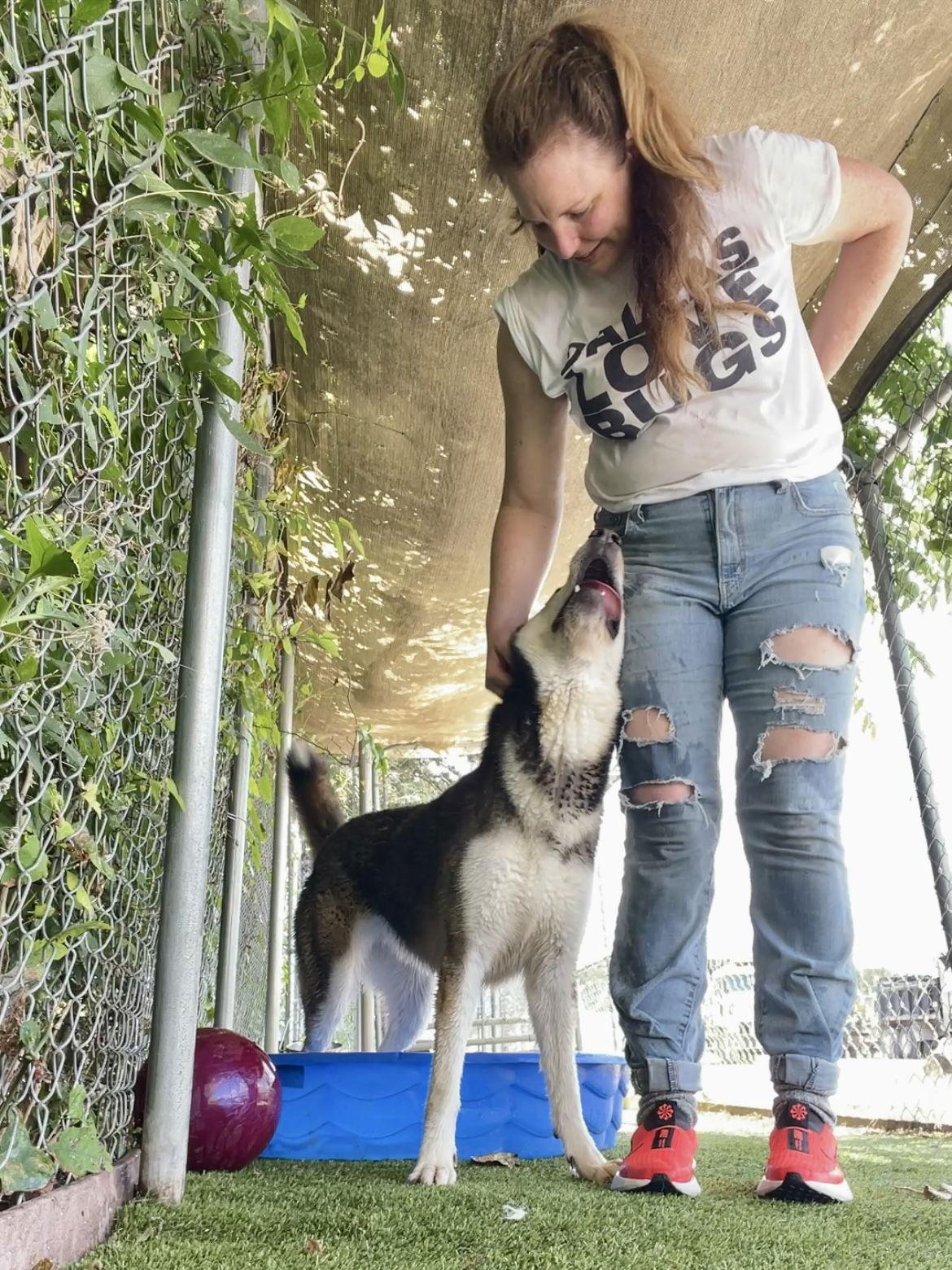 Sitka, a Adoptable Mixed Breed in Rowlett, TX image 3/3