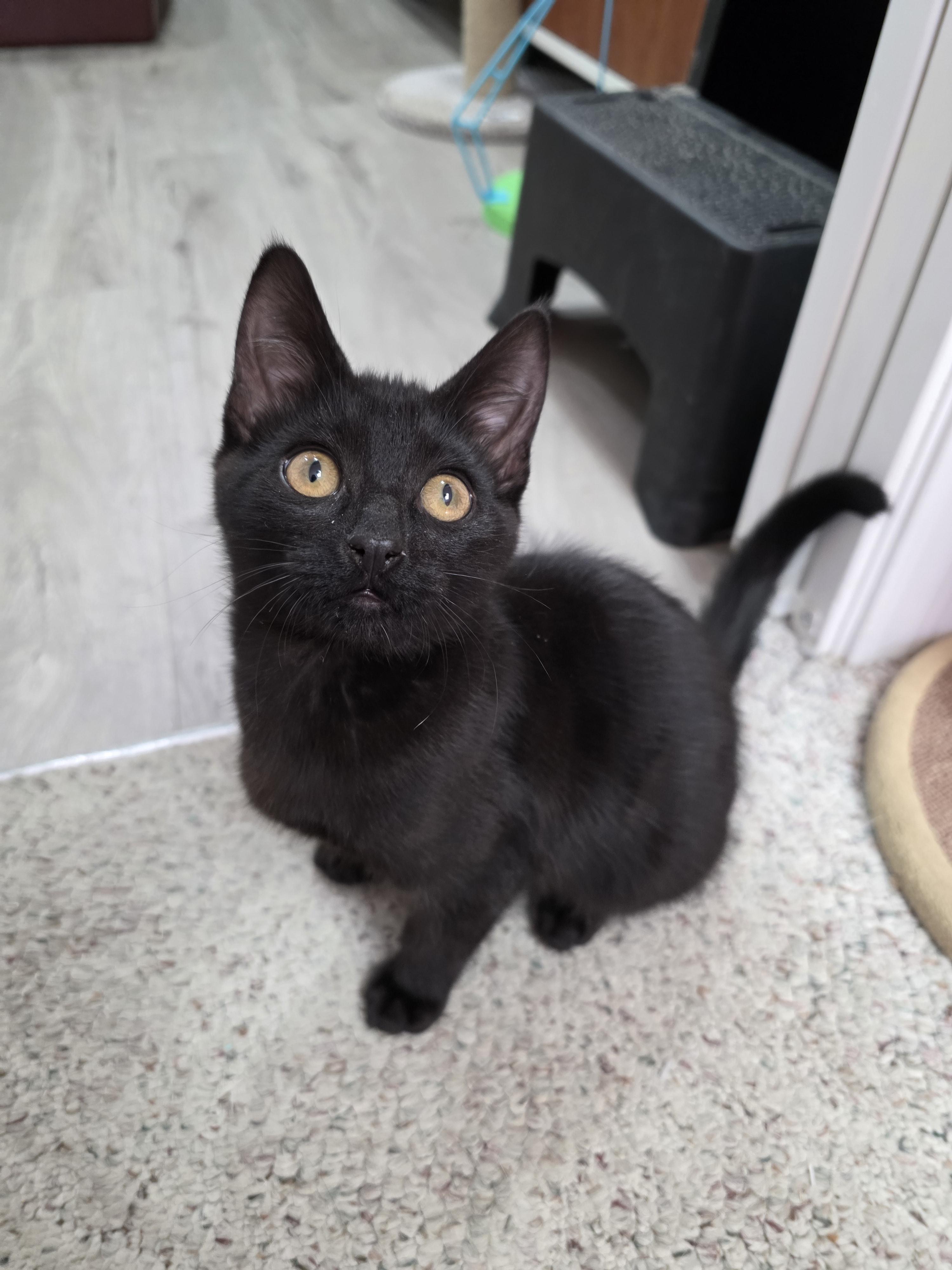 Crow, a Adoptable mixed breed in Kamloops, BC image 1/6