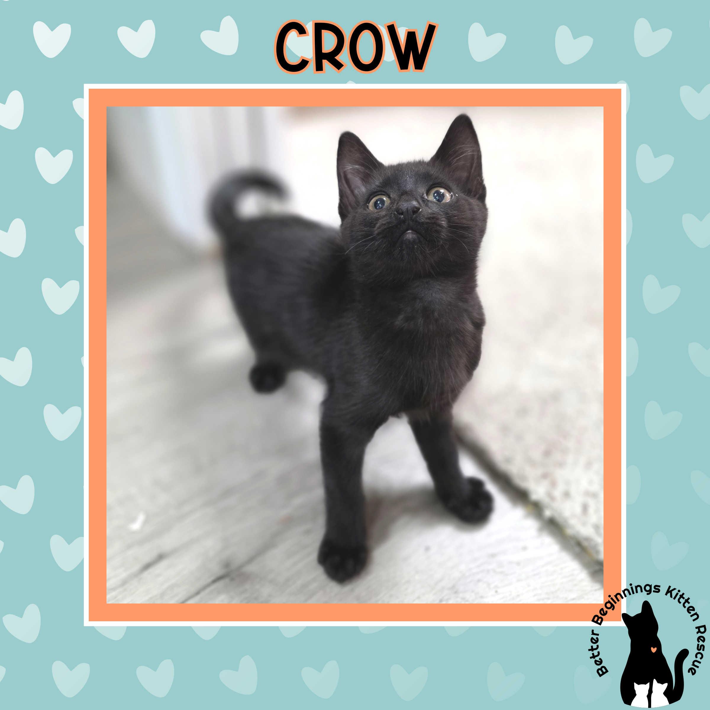 Crow, a Adoptable mixed breed in Kamloops, BC image 2/6