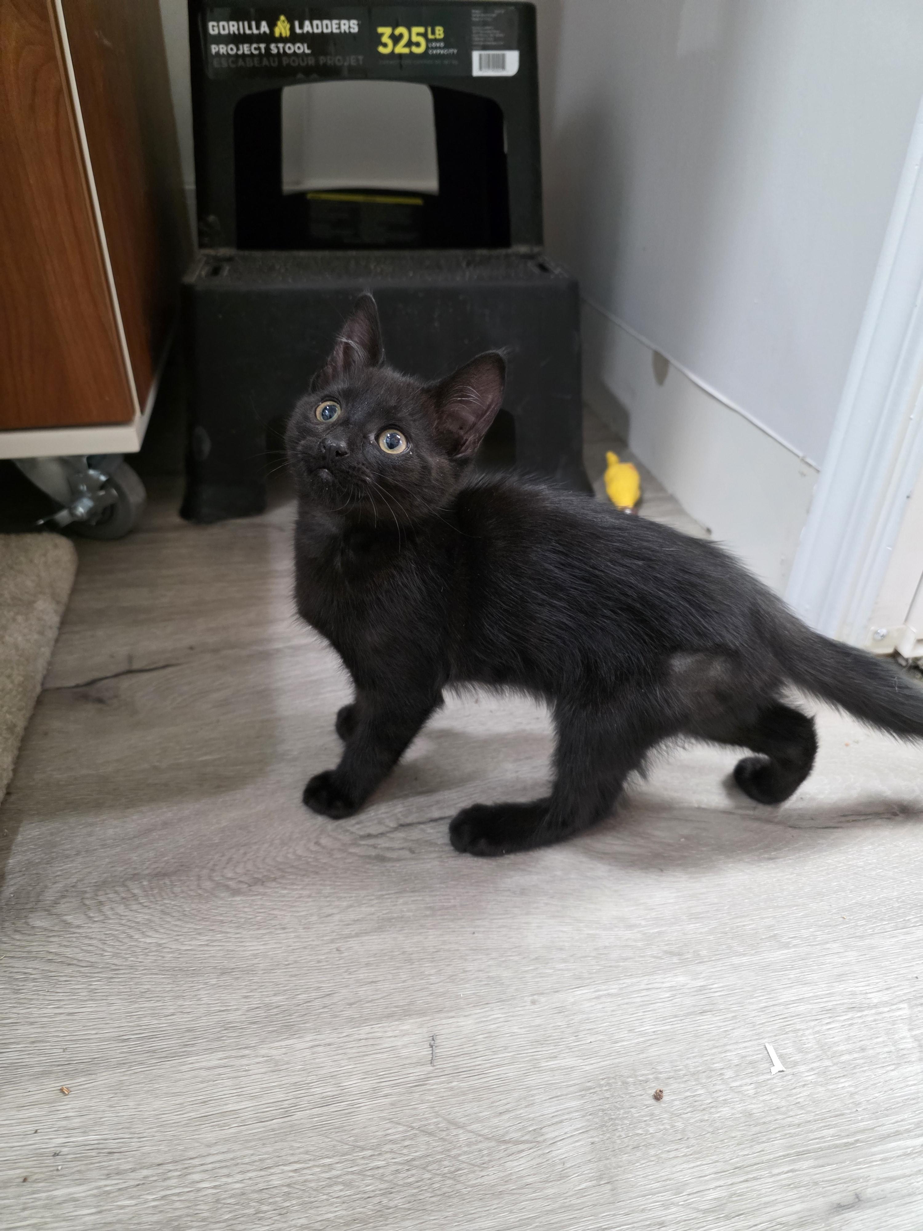 Crow, a Adoptable mixed breed in Kamloops, BC image 3/6