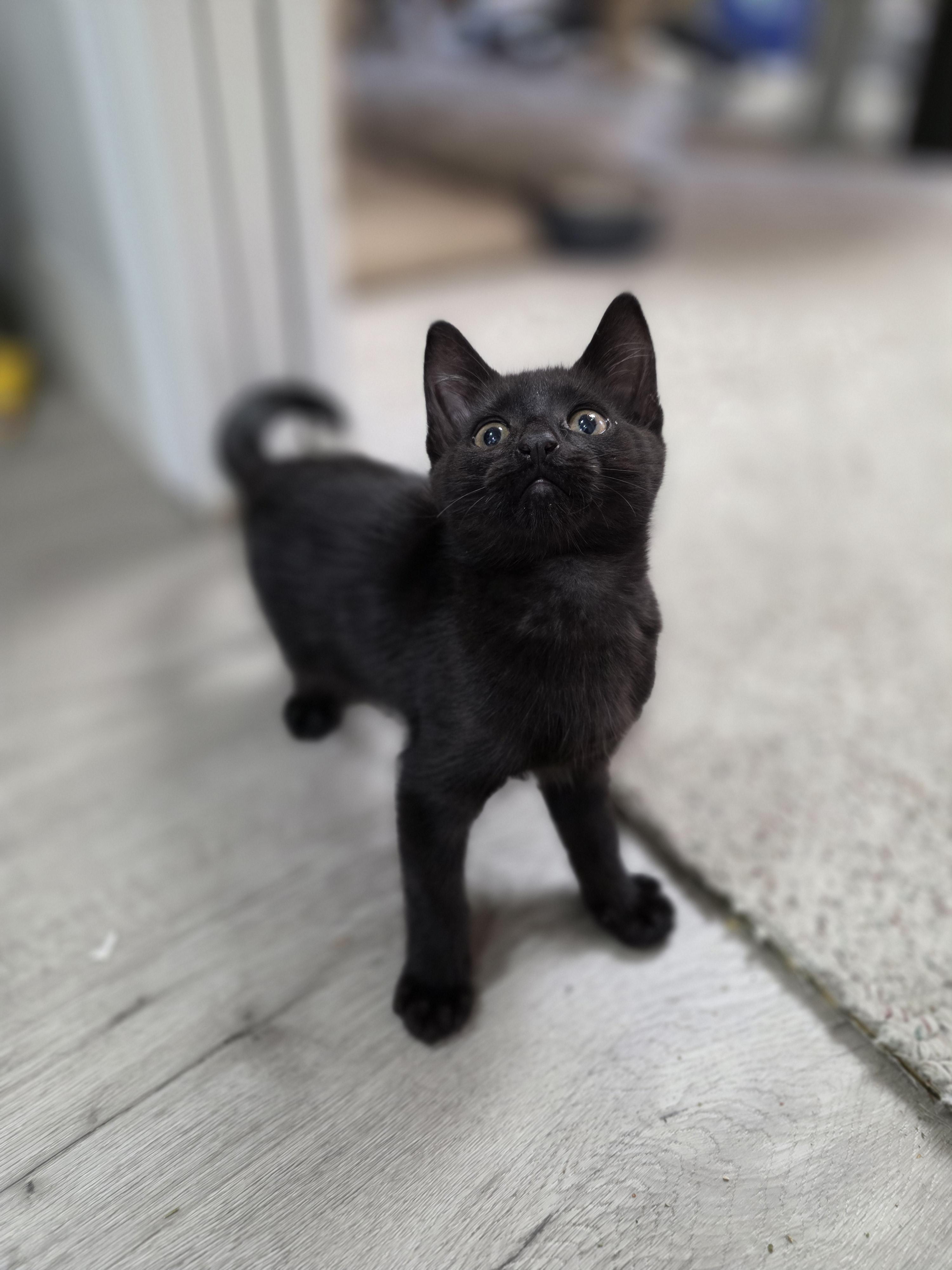 Crow, a Adoptable mixed breed in Kamloops, BC image 4/6