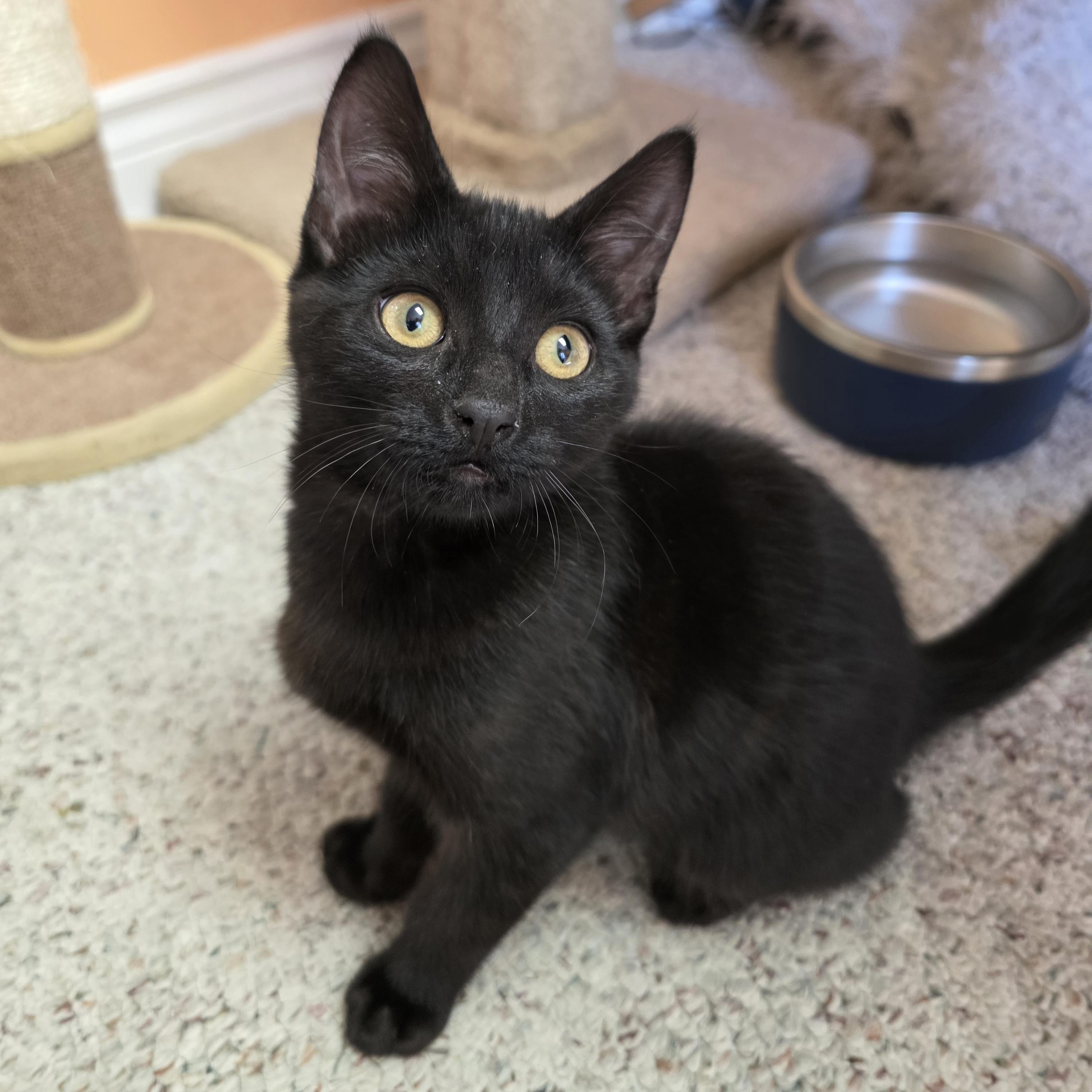 Crow, a Adoptable mixed breed in Kamloops, BC image 5/6