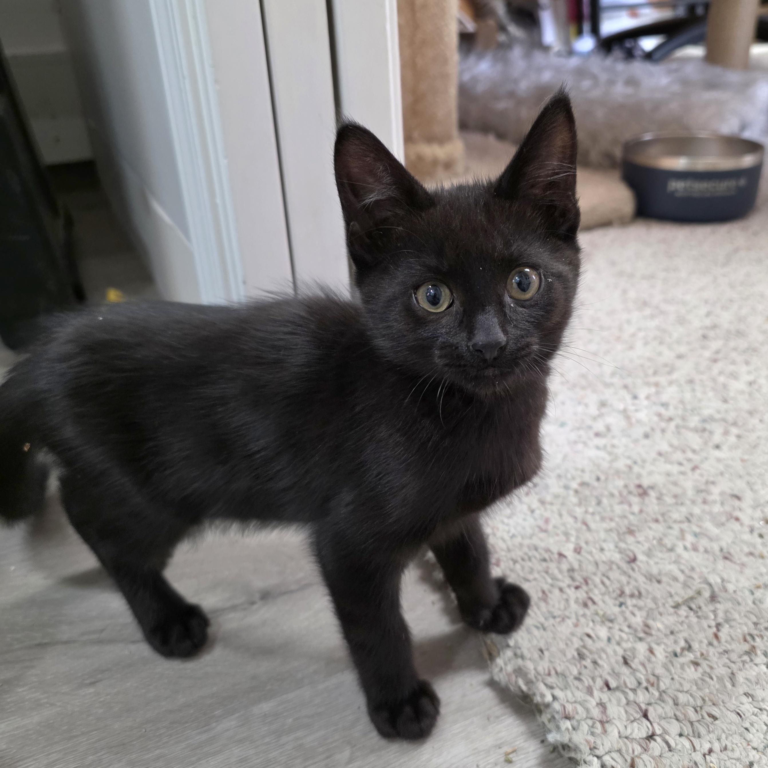 Crow, a Adoptable mixed breed in Kamloops, BC image 6/6