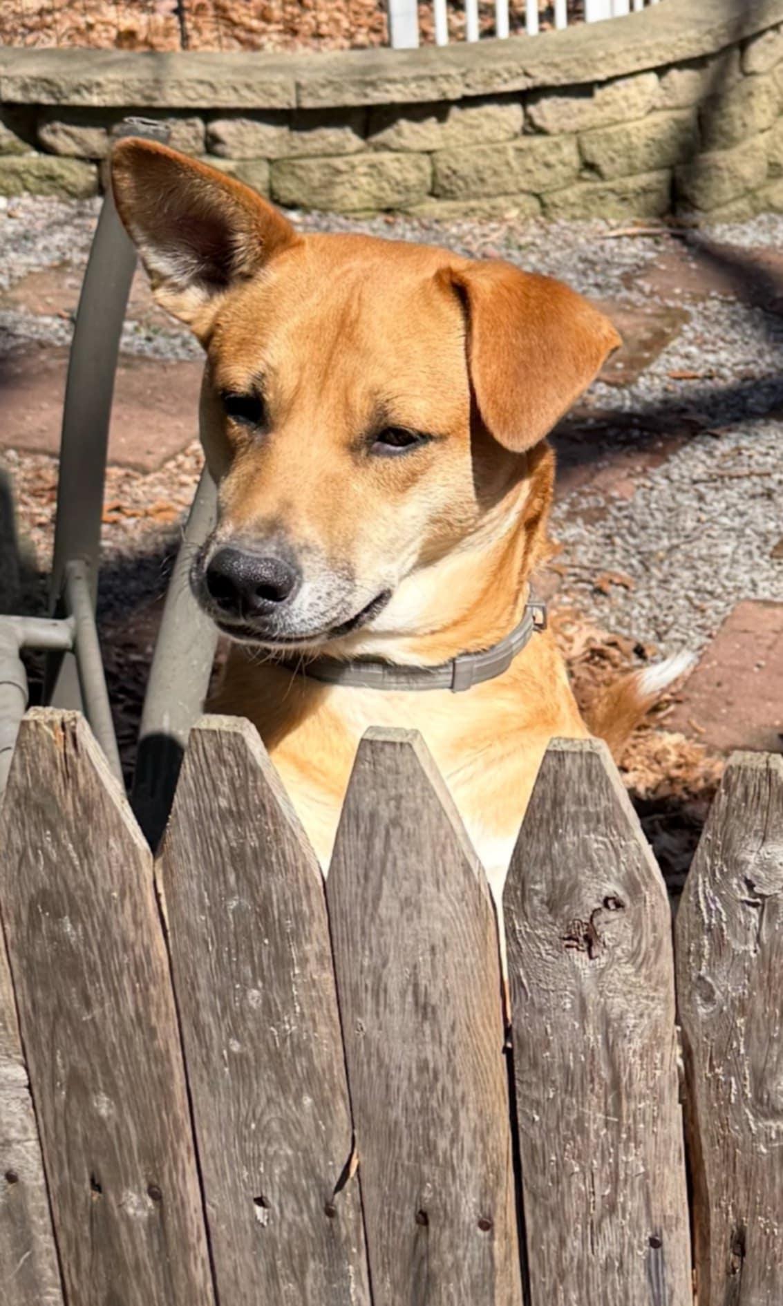 Enlarge Charlie, a Adoptable Mixed Breed in Ridgefield, NJ image 3/6