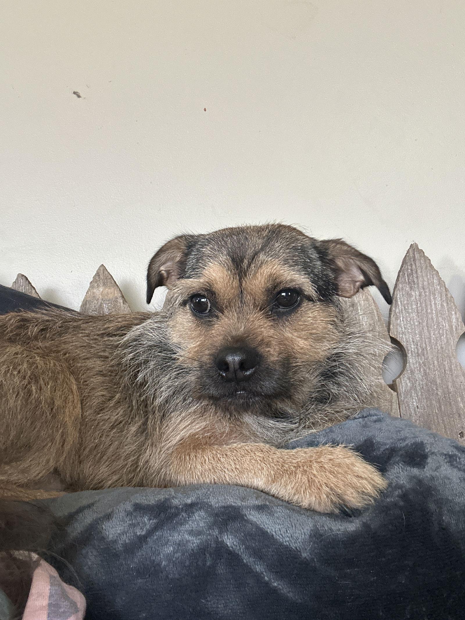 Enlarge Chica, a Adopted Terrier in Merriam, KS image 1/3