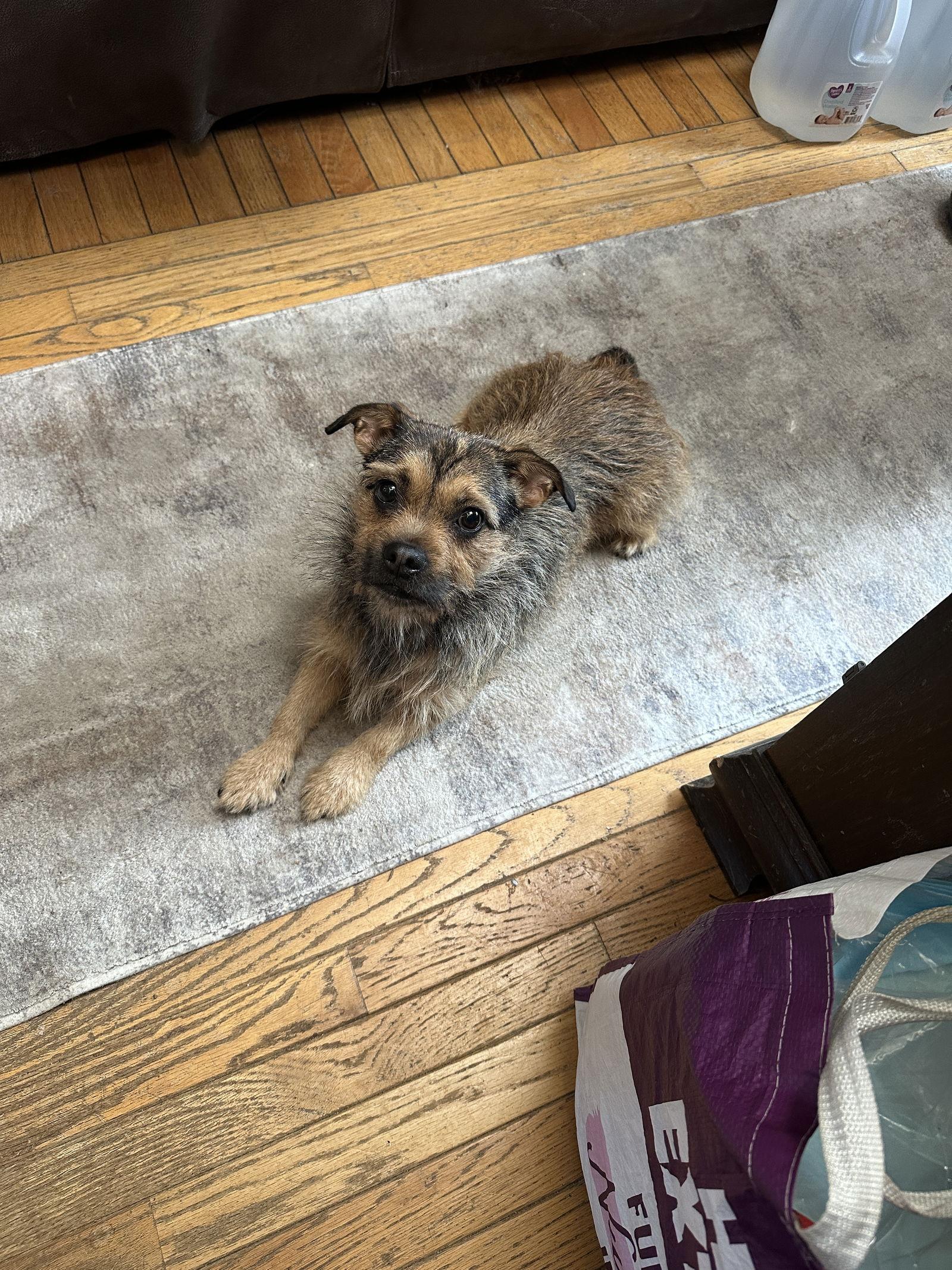 Enlarge Chica, a Adopted Terrier in Merriam, KS image 2/3