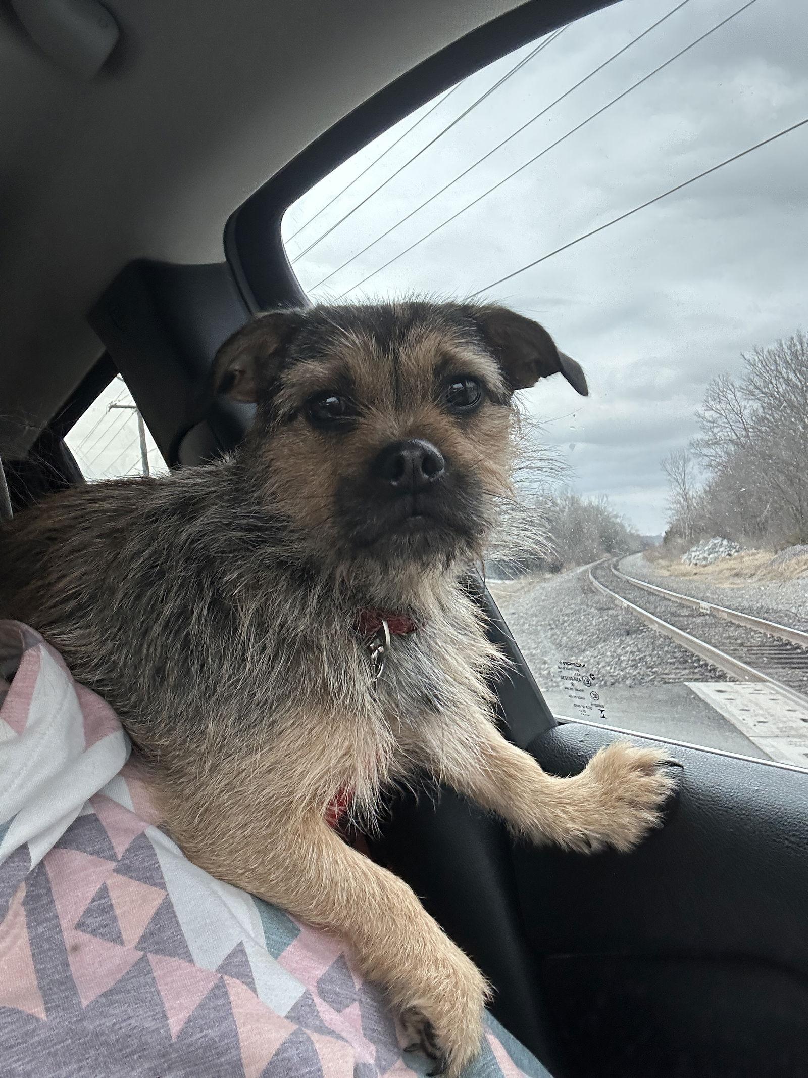 Enlarge Chica, a Adopted Terrier in Merriam, KS image 3/3