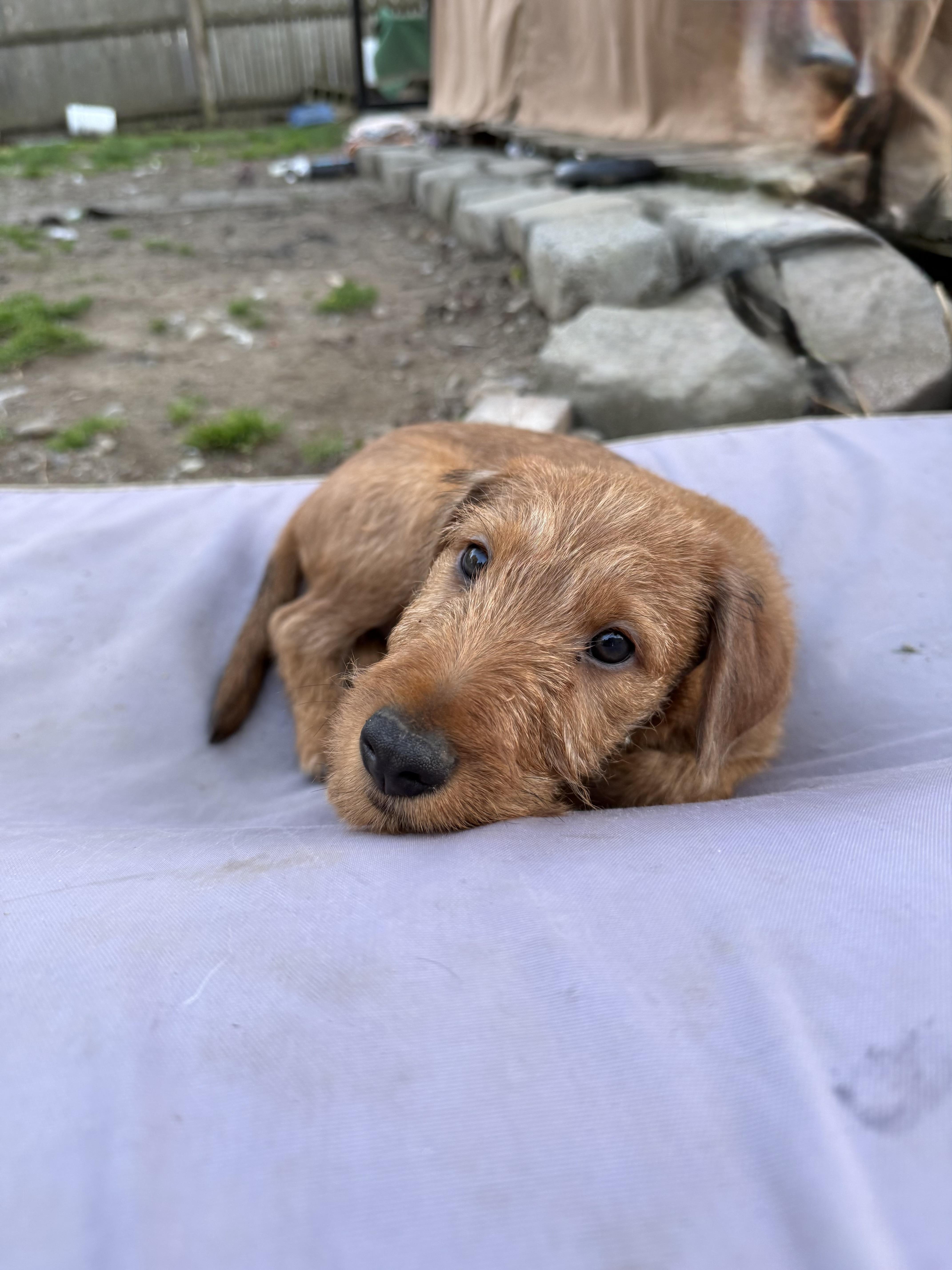 Enlarge Murphy, a ADOPTABLE Irish Terrier in Delmar, NY image 1/3