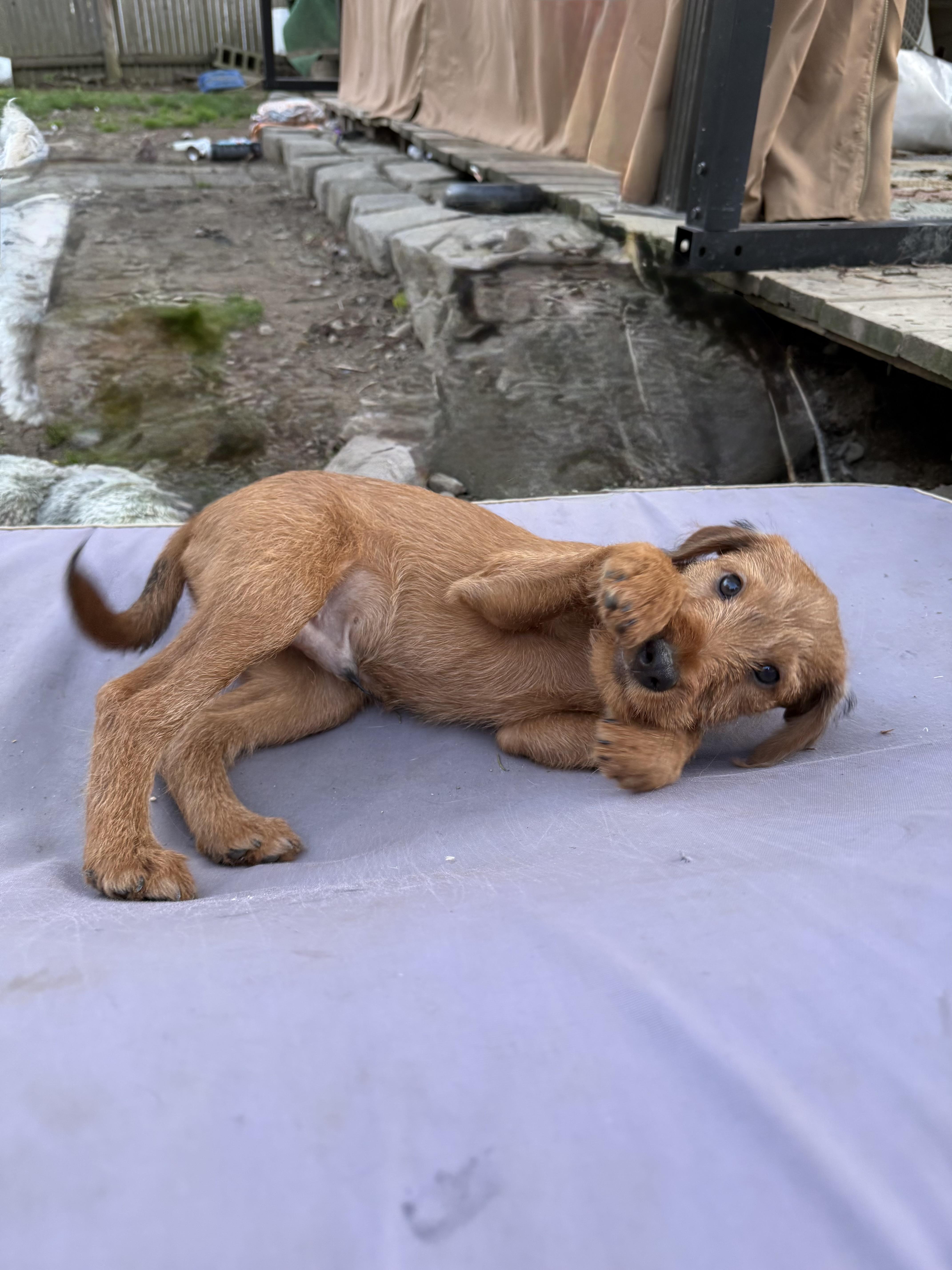 Enlarge Murphy, a ADOPTABLE Irish Terrier in Delmar, NY image 2/3