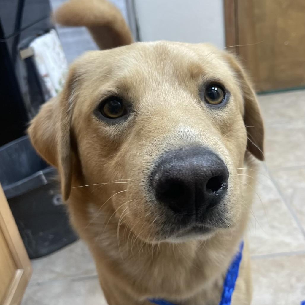 Watson, Adoptable, Adult Male Golden Retriever & Yellow Labrador Retriever.