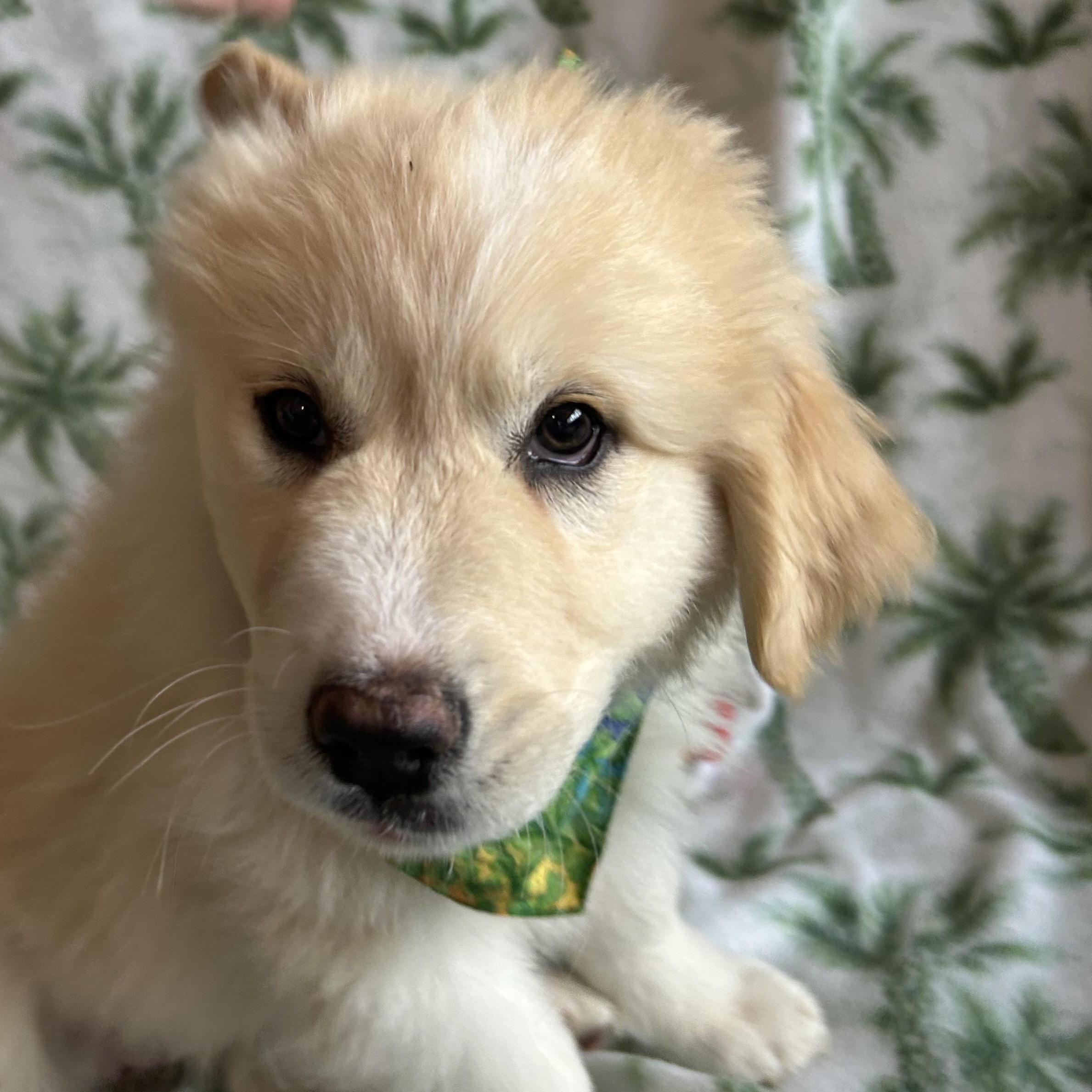 Enlarge Clover, an adopted mixed breed in Madison Heights, MI image 4/5