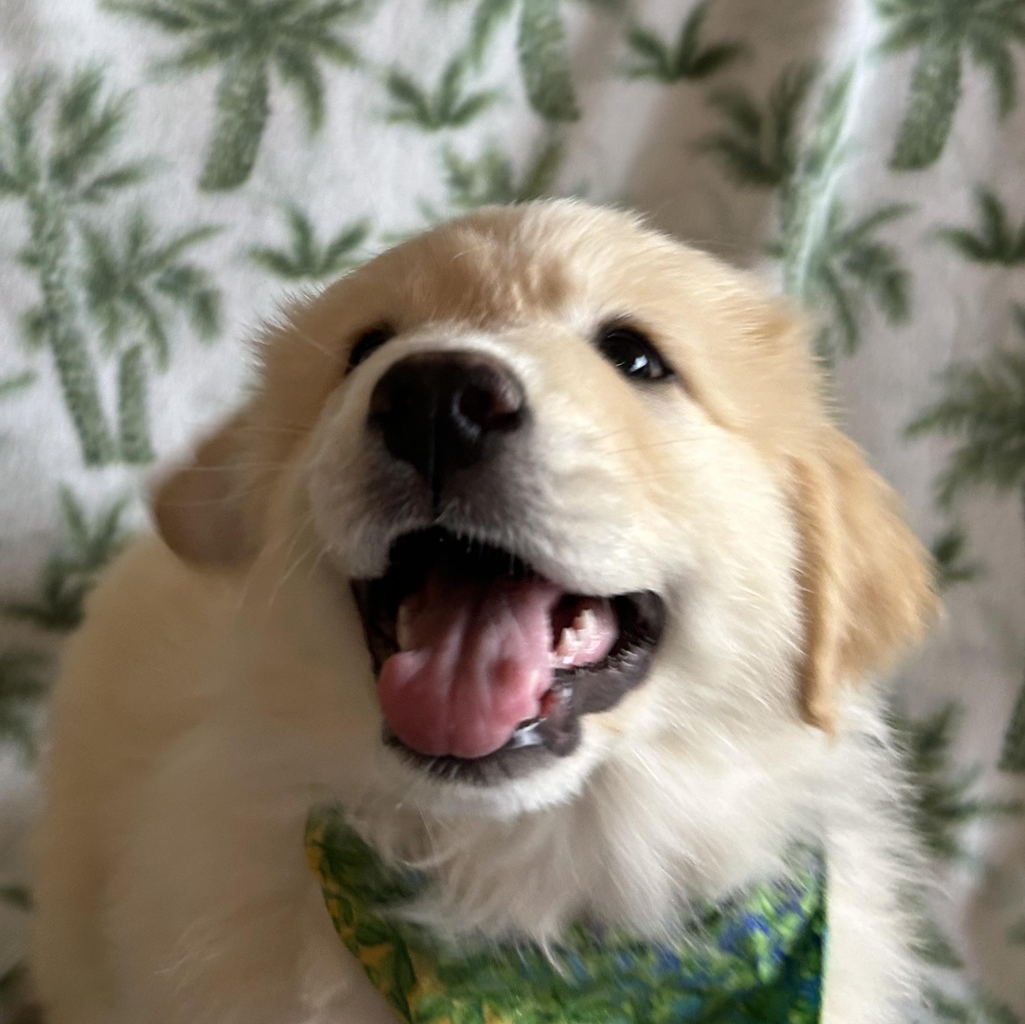 Clover, adopted, Puppy Female Great Pyrenees & Australian Shepherd.