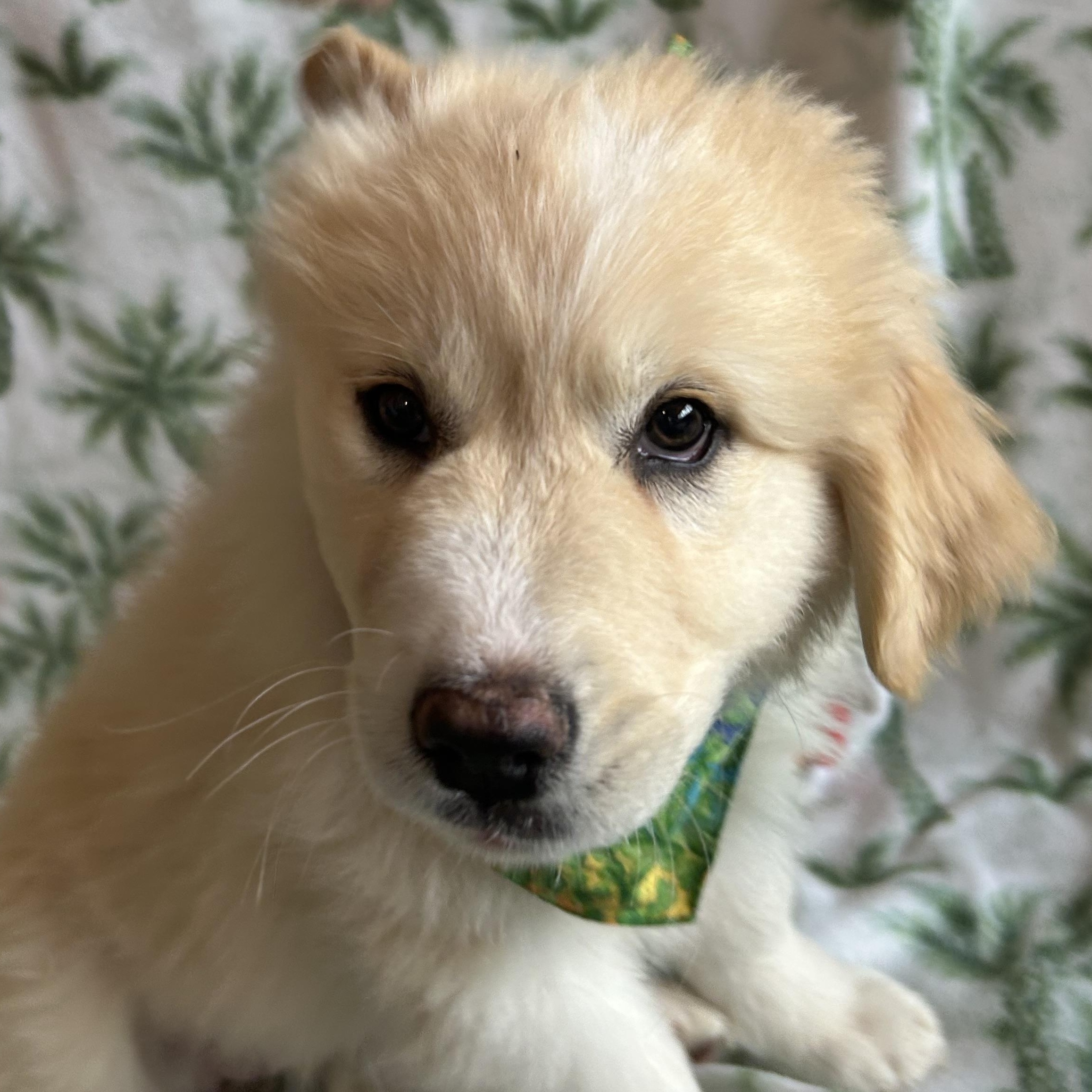 Enlarge Clover, an adopted mixed breed in Madison Heights, MI image 3/5