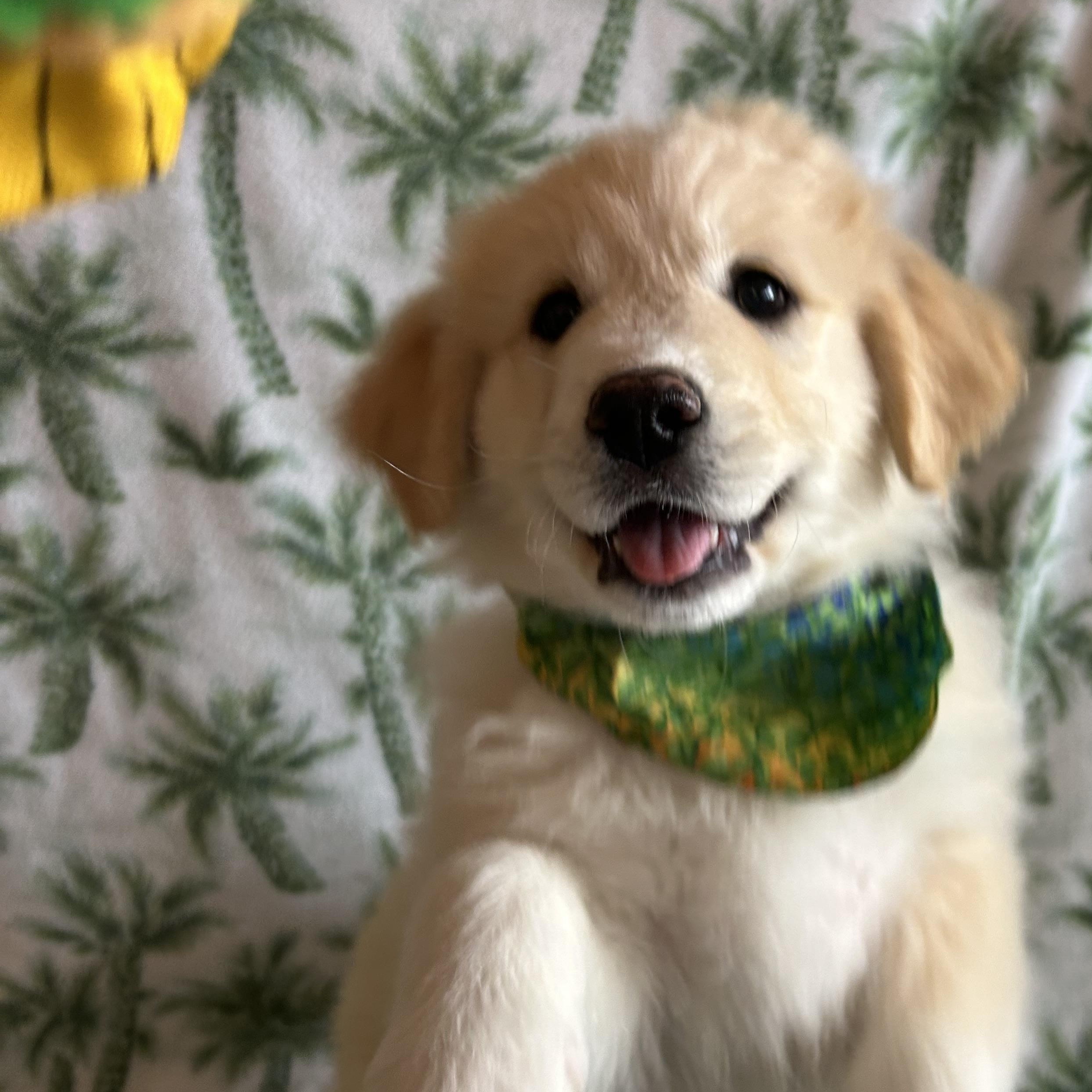 Enlarge Clover, an adopted mixed breed in Madison Heights, MI image 2/5