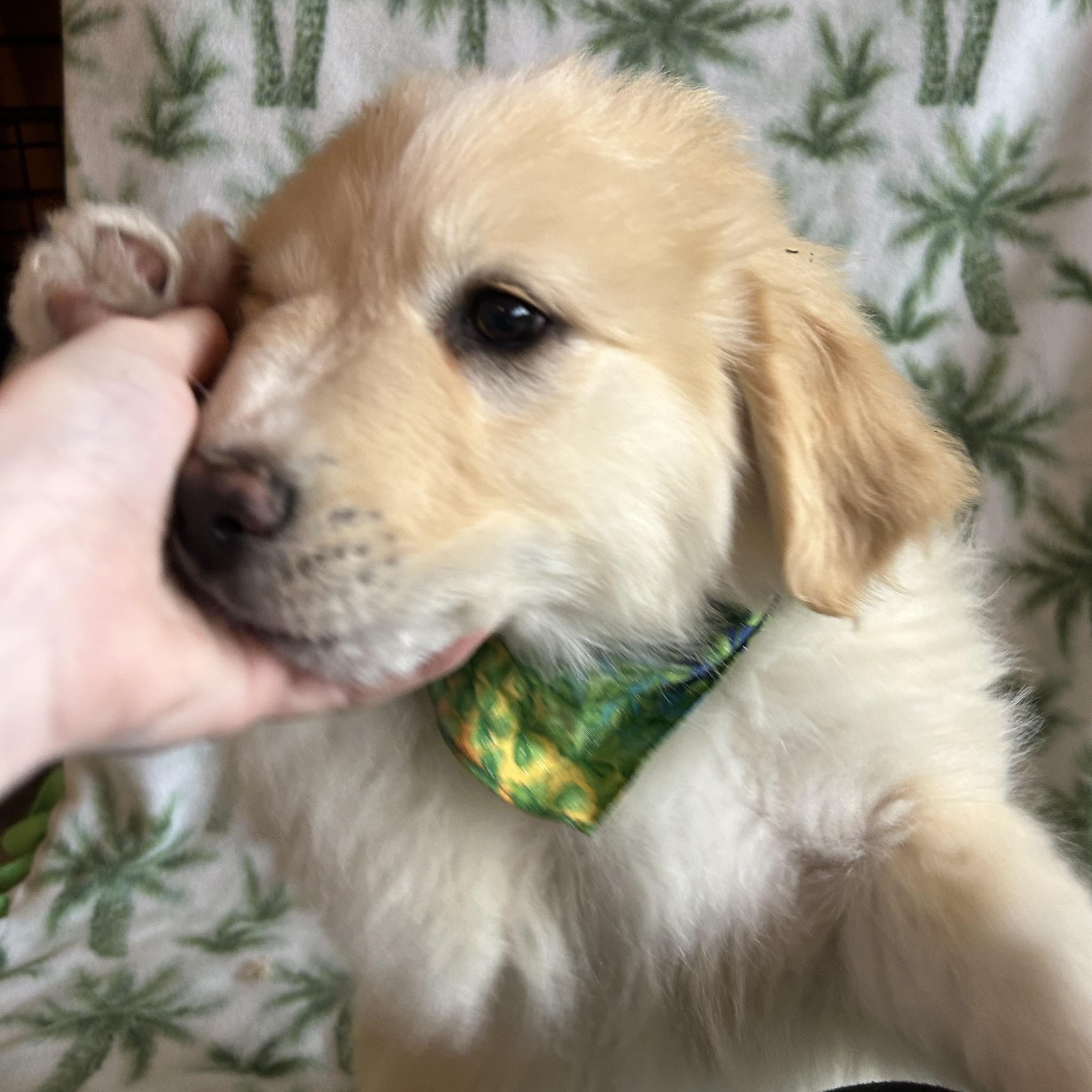 Enlarge Clover, an adopted mixed breed in Madison Heights, MI image 5/5