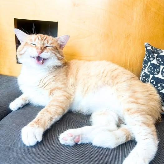 Leopold, Adoptable, Adult Male Domestic Medium Hair.
