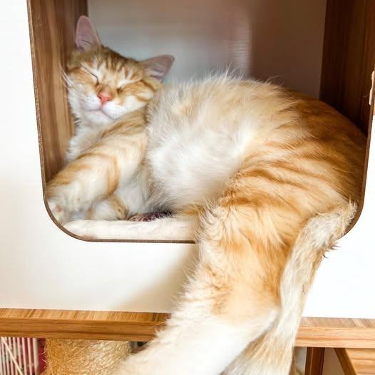 Leopold, a Adoptable mixed breed in St. Louis, MO image 2/6