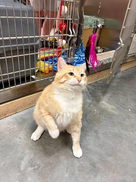 Leopold, a Adoptable mixed breed in St. Louis, MO image 3/6