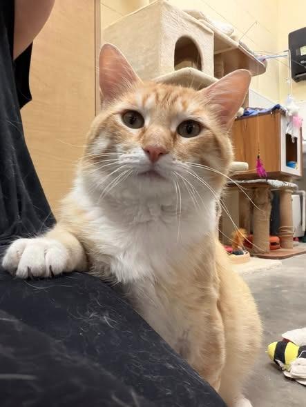 Leopold, a Adoptable mixed breed in St. Louis, MO image 4/6