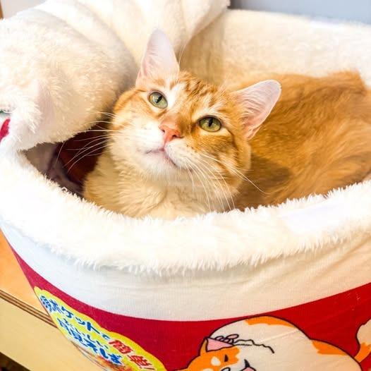 Leopold, a Adoptable mixed breed in St. Louis, MO image 6/6