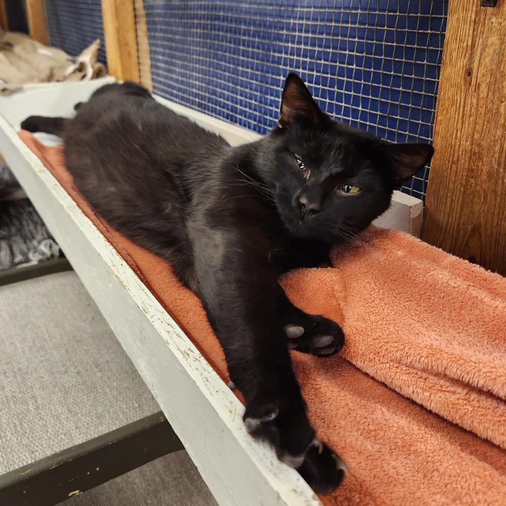 Guinness, Adoptable, Young Male Domestic Short Hair.