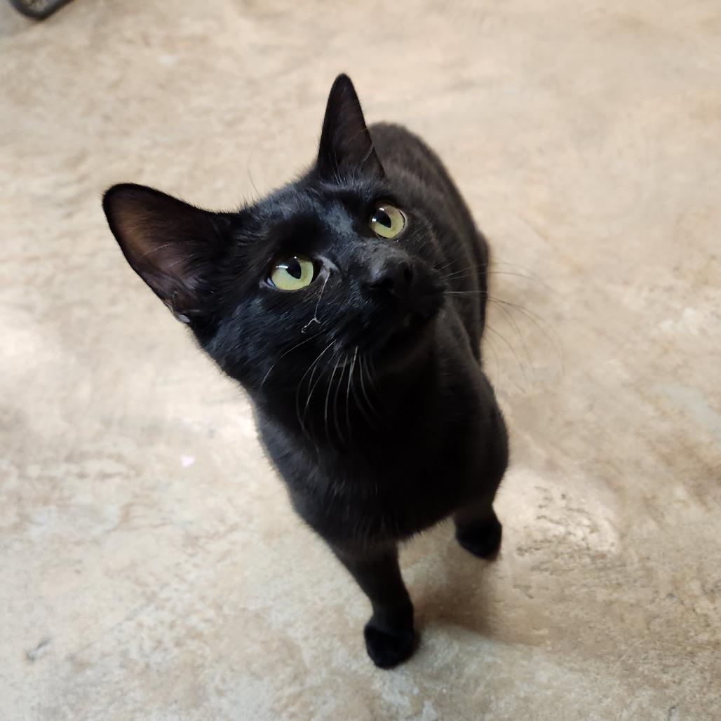 Enlarge Guinness, a Adoptable Domestic Short Hair in Delaware, OH image 5/6